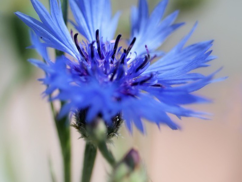 Varieties of cornflowers