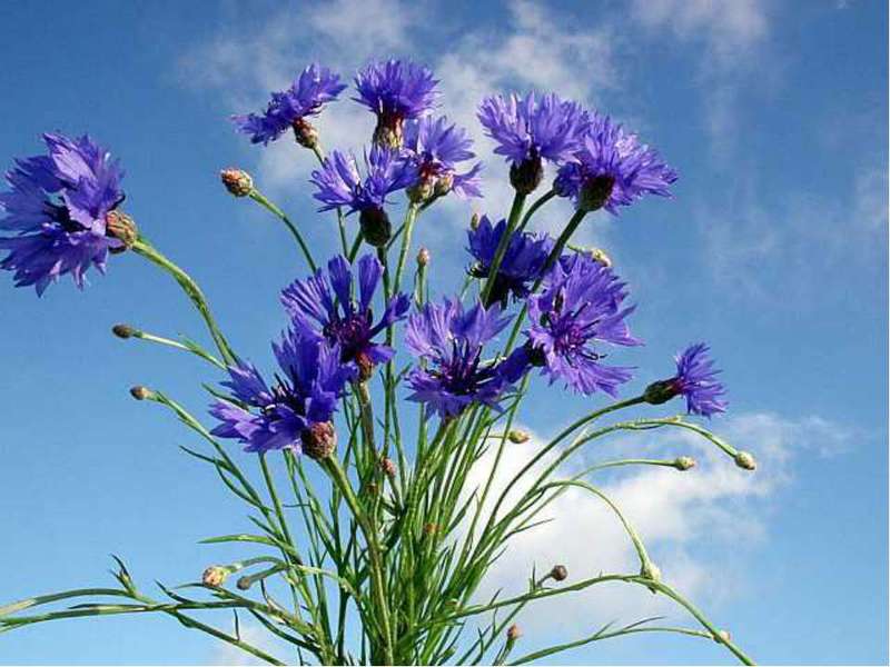 Rules for growing cornflowers