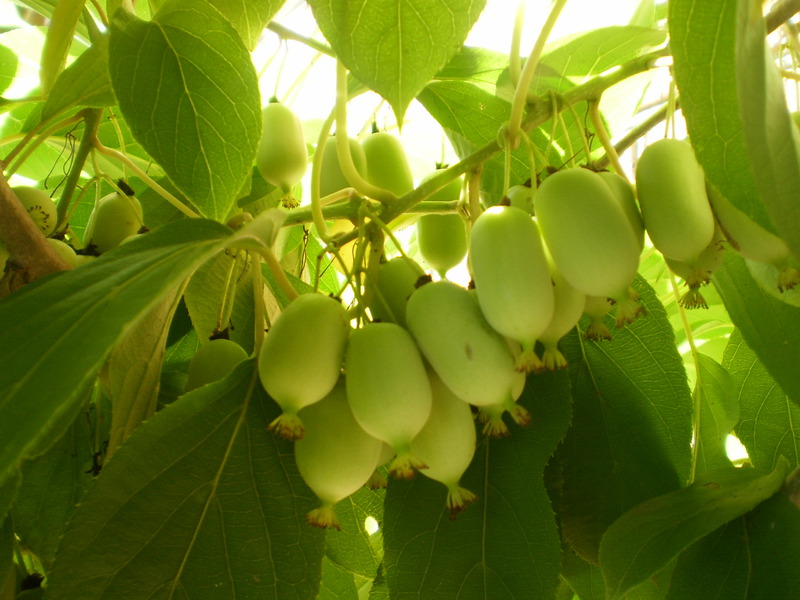 List of known varieties of actinidia