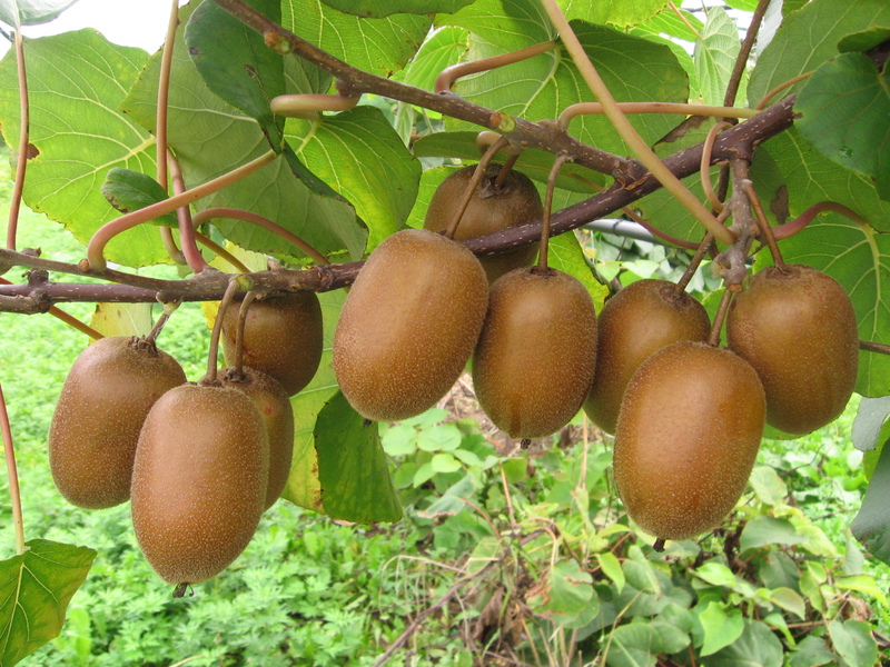 Properties of Actinidia Apricot