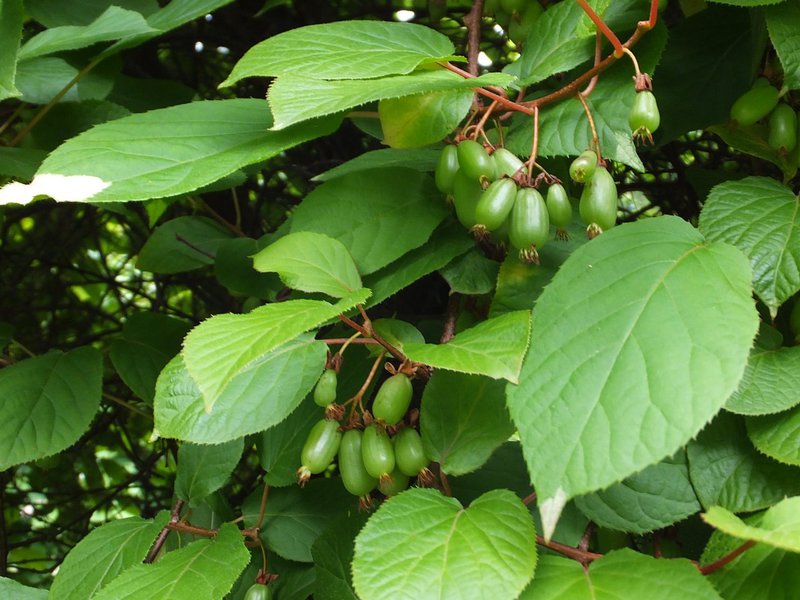 Description of the qualities of Actinidia Polygamia