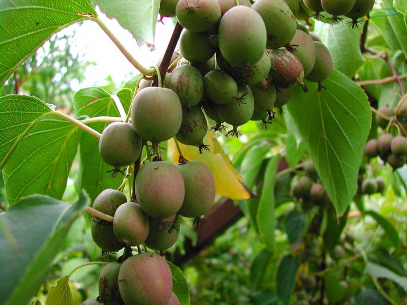 Characteristic properties of the Arguta variety Actinidia