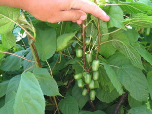 Features of the actinidia plant