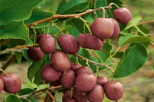 Description of the differences between the varieties of Actinidia