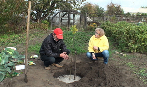 Rules for choosing a place for planting Actinidia