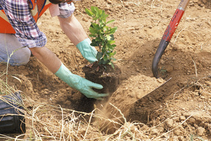 Tips from experienced gardeners on how to properly plant actinidia