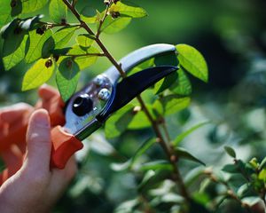 Describing the correct way to trim actinidia