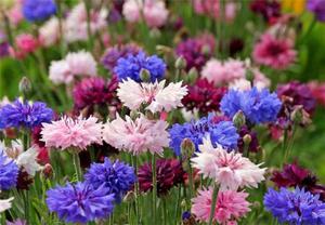 Cornflowers in the garden