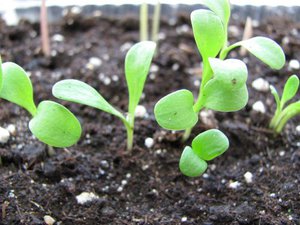 Cornflower seedlings