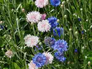 Multicolored cornflowers in the garden