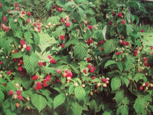 How to protect raspberries from pests