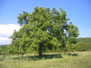 The healing power of the walnut