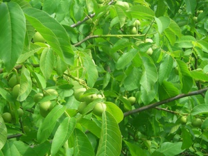 Walnut tree care