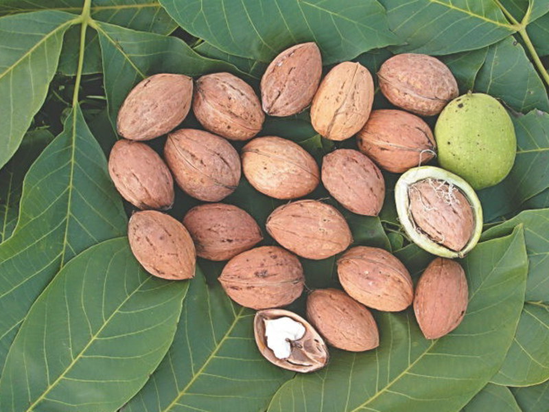 How to care for walnuts