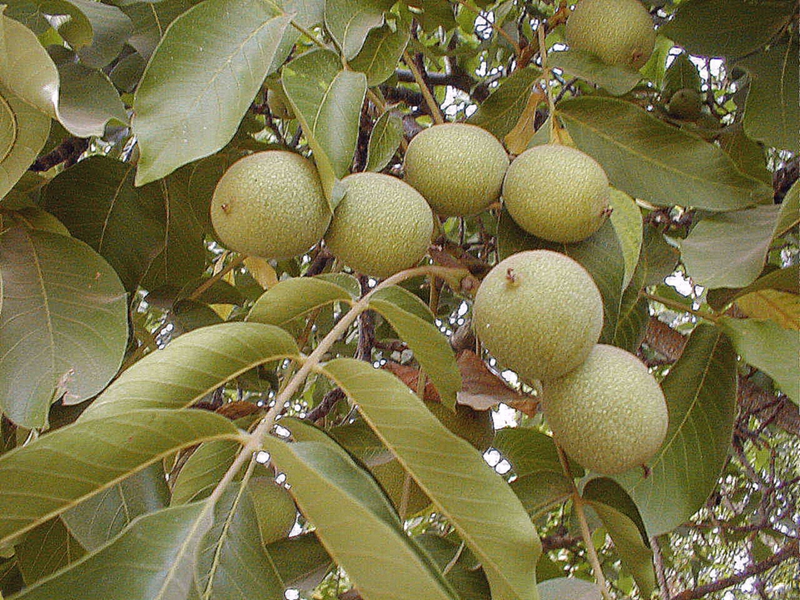 The benefits of a walnut