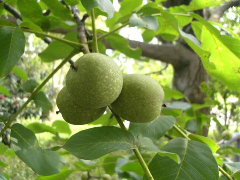 Growing walnuts