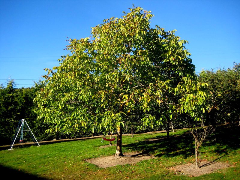 Walnut plant