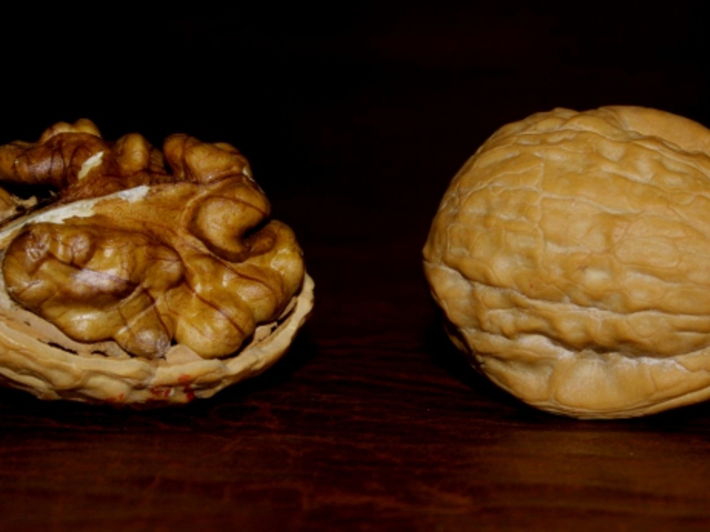 Healthy fruits of walnuts