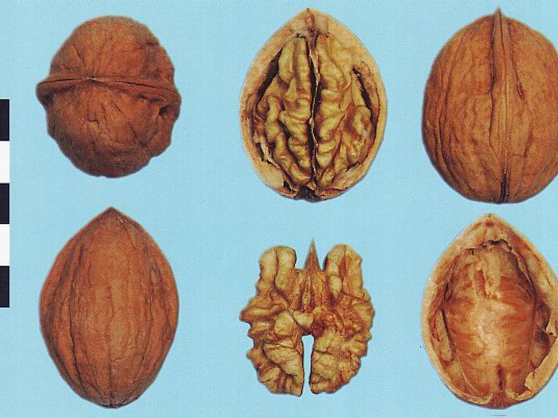 On the extraordinary usefulness of walnuts