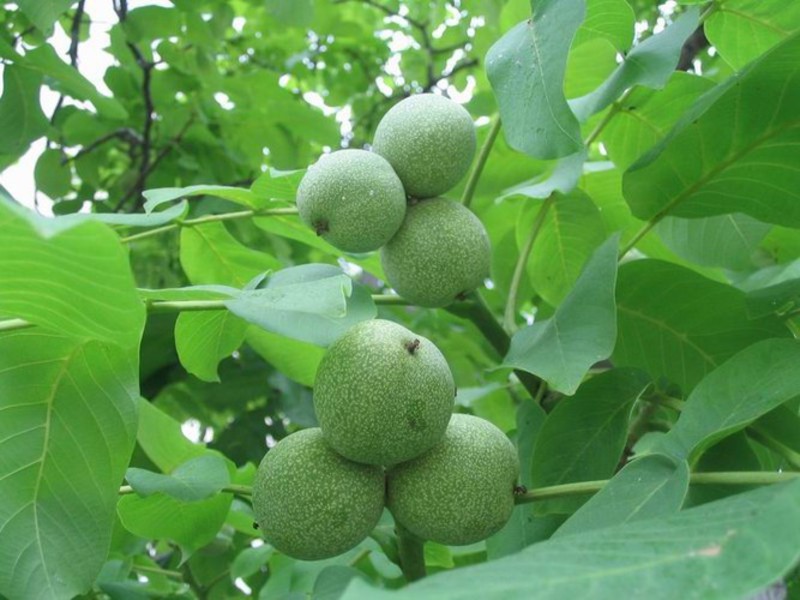 Walnut tree