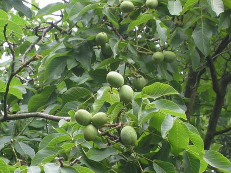 Planting a walnut