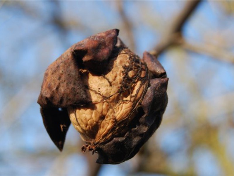 How useful are walnuts