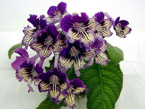 All about streptocarpus