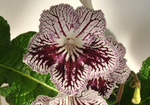 The most popular varieties of streptocarpus flower