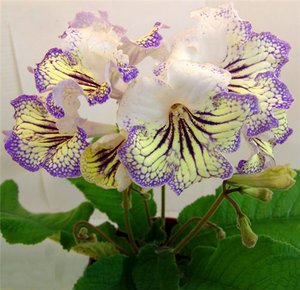 Streptocarpus and its species