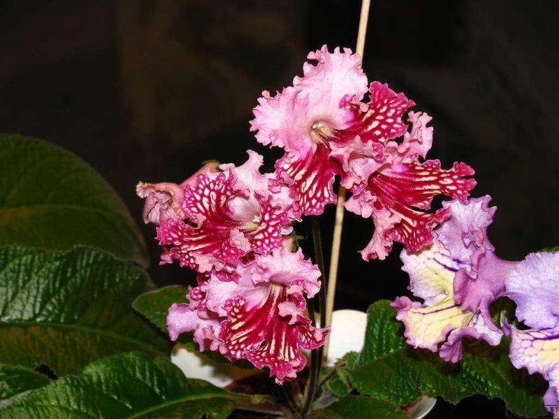 Varieties of fragrant streptocarpus