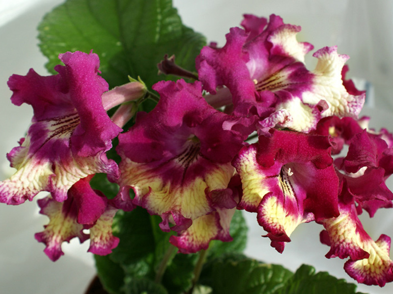 Streptocarpus - beautiful