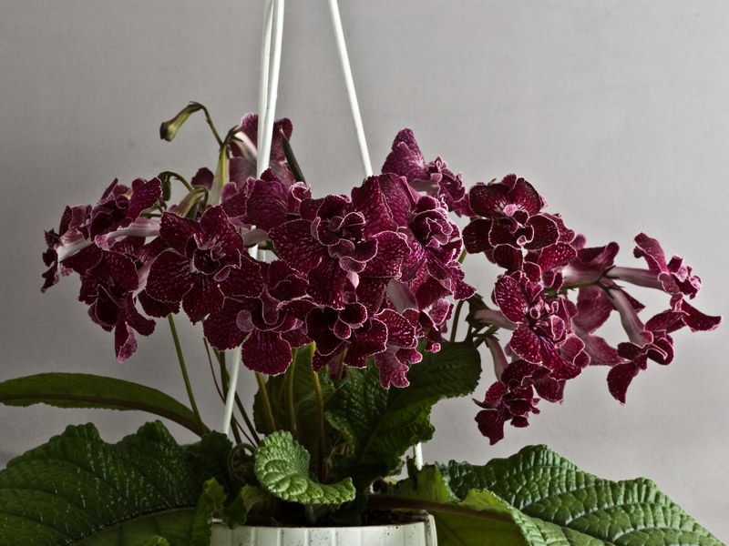 Streptocarpus flower names