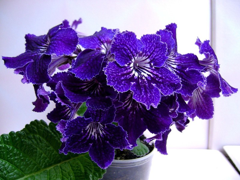 Unpretentious flower streptocarpus