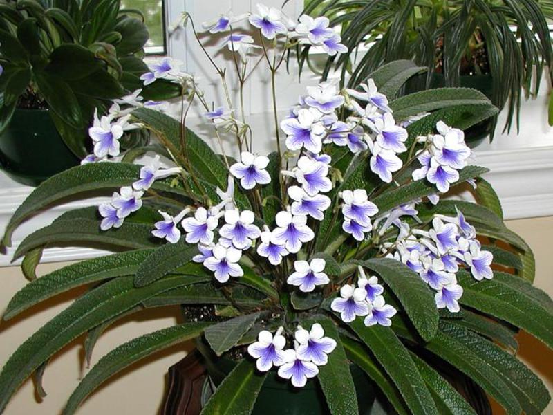 One of the most terry streptocarpus