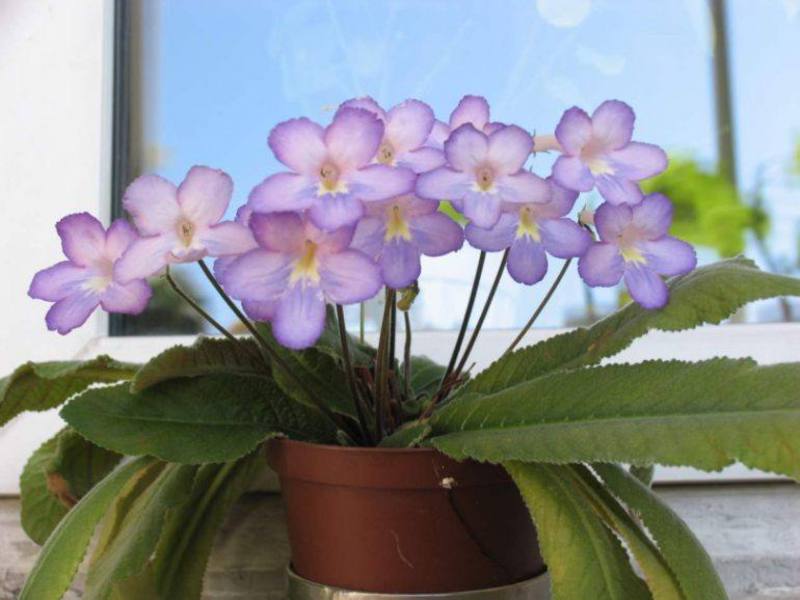 Varieties of fragrant streptocarpus