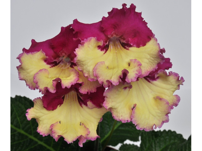 How to care for streptocarpus