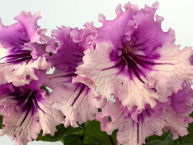 Streptocarpus flower care