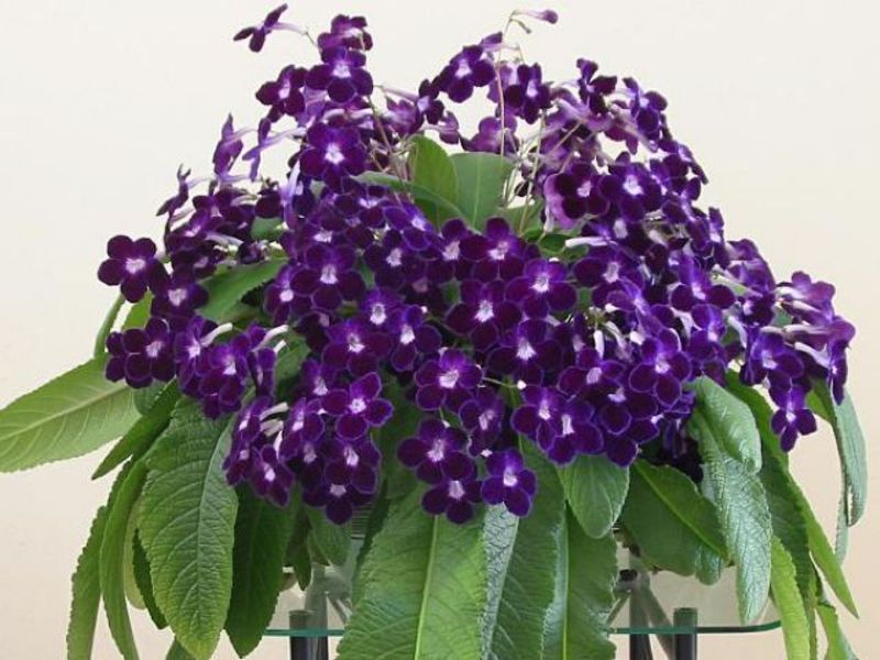 Varieties of fragrant streptocarpus