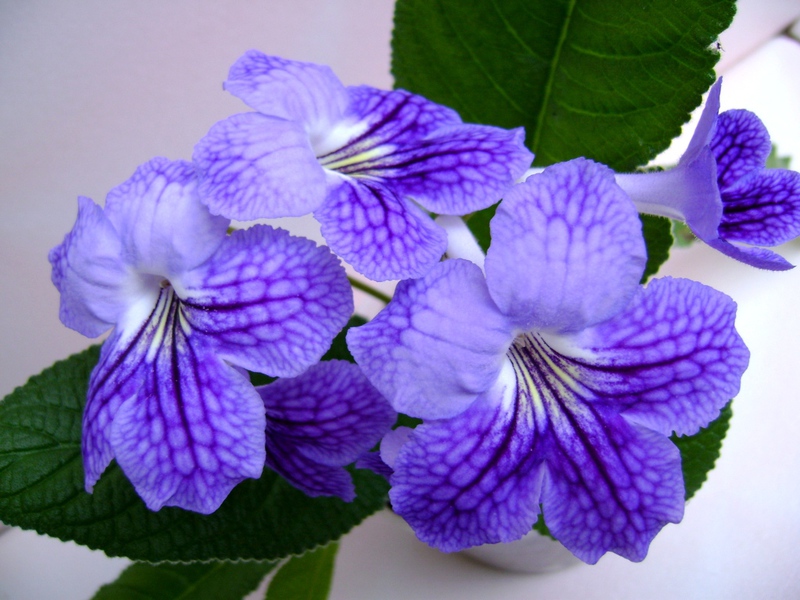 Streptocarpus, flower cultivar