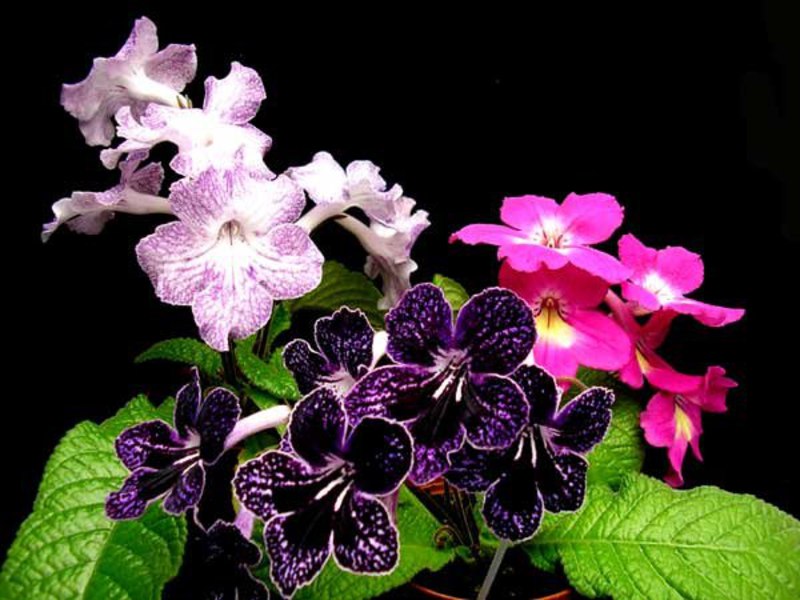 How is the streptocarpus flower grown