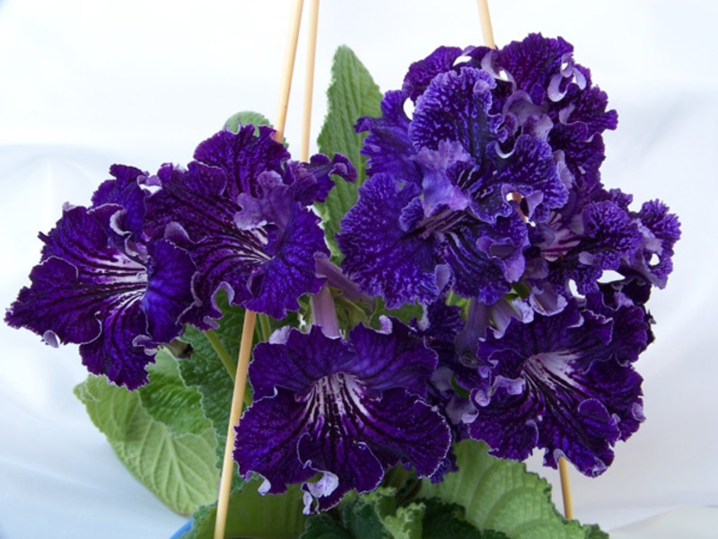 Streptocarpus plant appearance