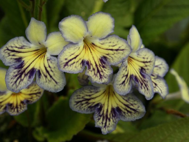 How to plant streptocarpus