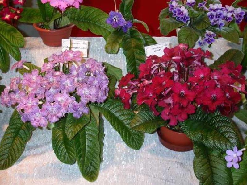 Varieties of streptocarpus