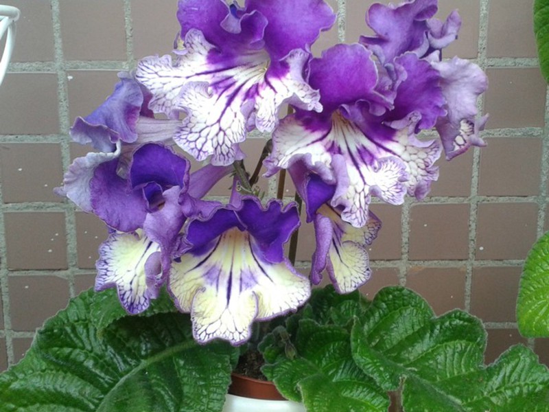 Home care for streptocarpus