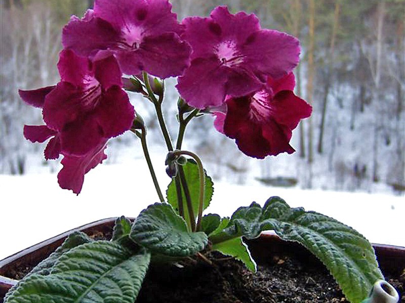 How does streptocarpus grow