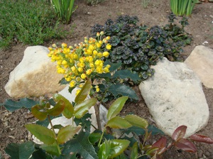 Care of Mahonia holly