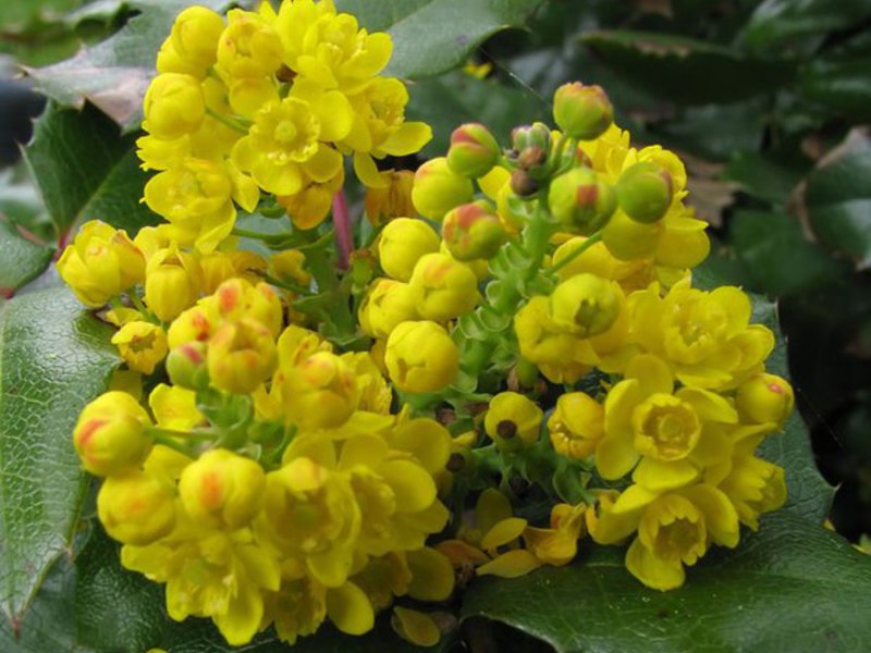 Shrub mahonia