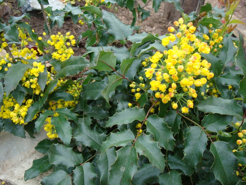 Mahonia shrub care