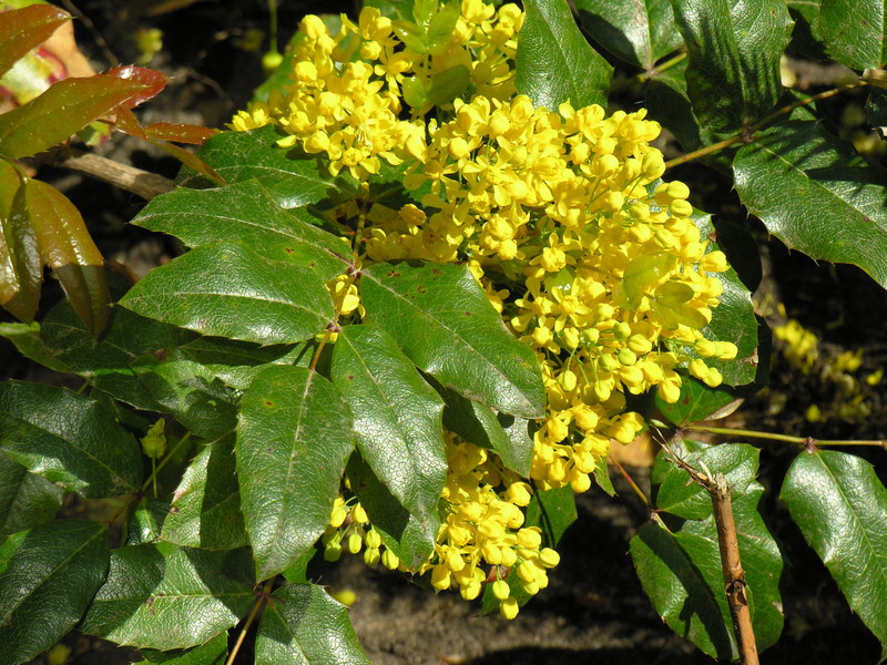 Mahonia and her care