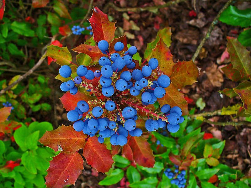 Mahonia holly